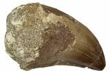 Fossil Prognathodontid Mosasaur Tooth - Morocco #345127-1